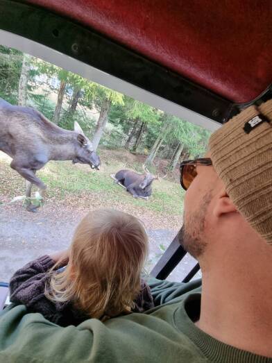 Ein Mann und ein Kind schauen aus einem Autofenster auf zwei Elche im Wald.
